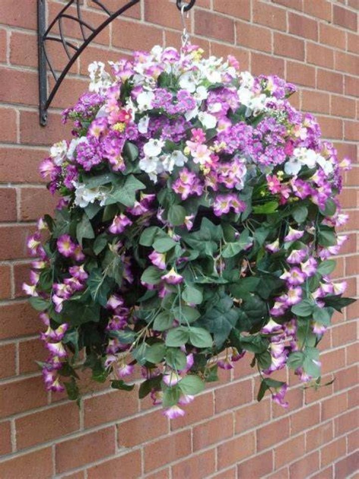 Can you plant morning glories in a hanging basket?
