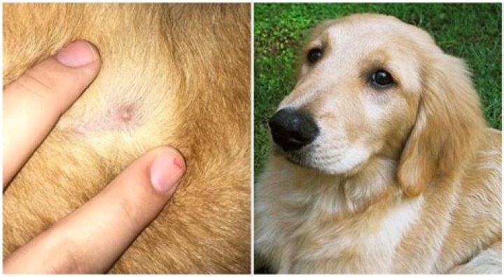 Can you pop dog pimples?