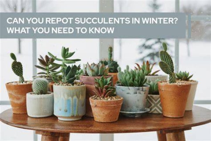 Can you repot succulents in winter?