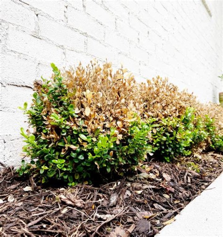 Can you save a dying boxwood?