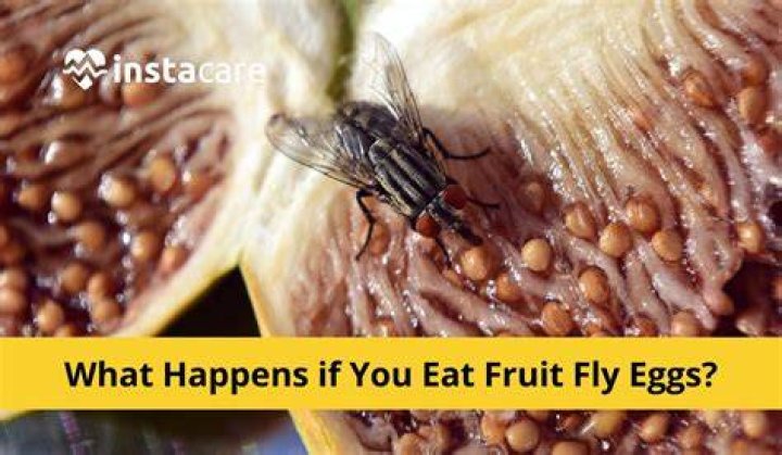 Can you see fruit fly eggs?