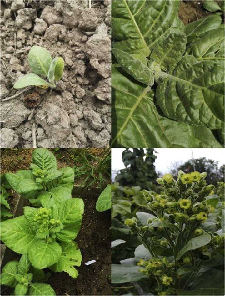 Can you smoke Hopi tobacco?