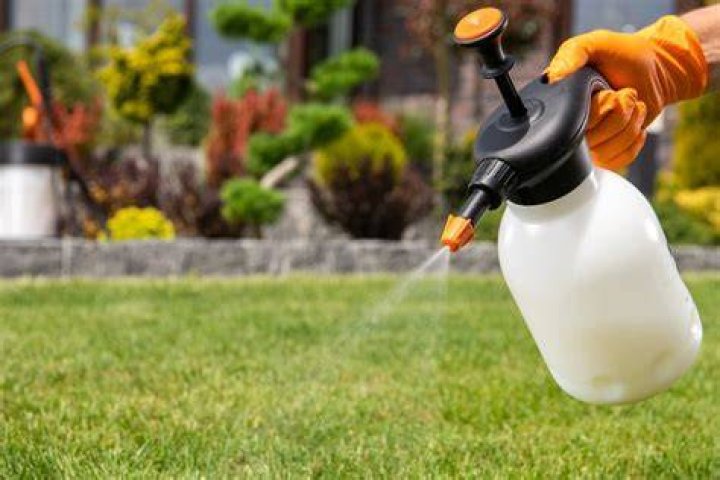 Can you spray herbicide on dew?