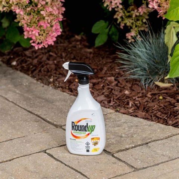 Can you spray Roundup when it is wet?
