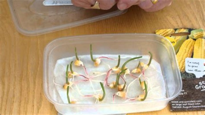 Can you start sweet corn inside?