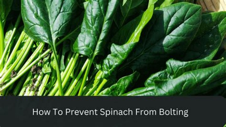 Can you stop spinach from bolting?