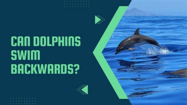Can you swim with dolphins in Gulf Shores Alabama?