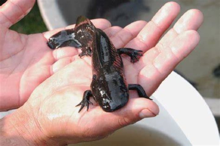Can you take Axolotls out of water?