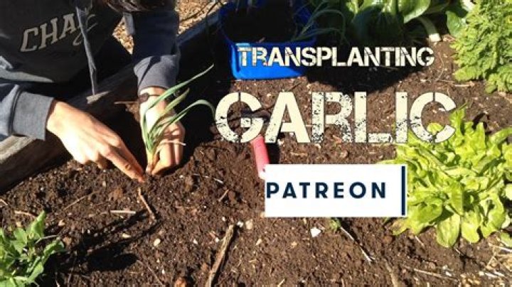 Can you transplant garlic? | ContextResponse.com