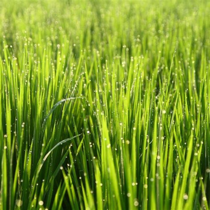 Can you trim wheatgrass? | ContextResponse.com