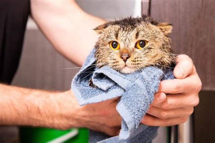 Can you use dish soap to wash your cat?