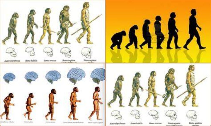 ¿Cómo fue la evolución del ser humano?