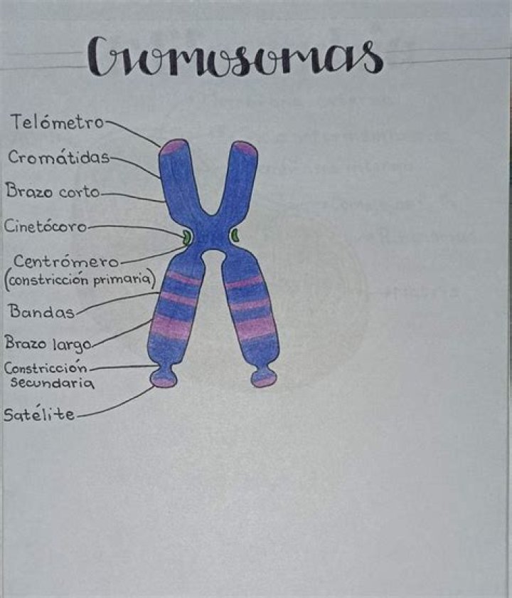 ¿Cuáles son las partes de un cromosoma?