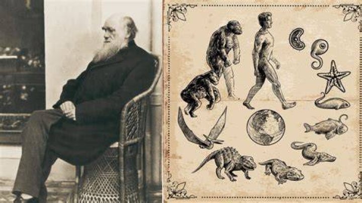Did Henry George believe in social Darwinism?