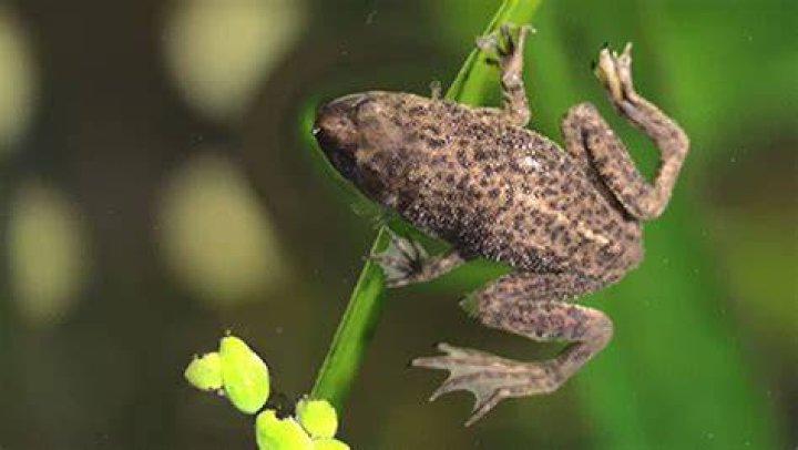 Do African dwarf frogs sleep underwater?