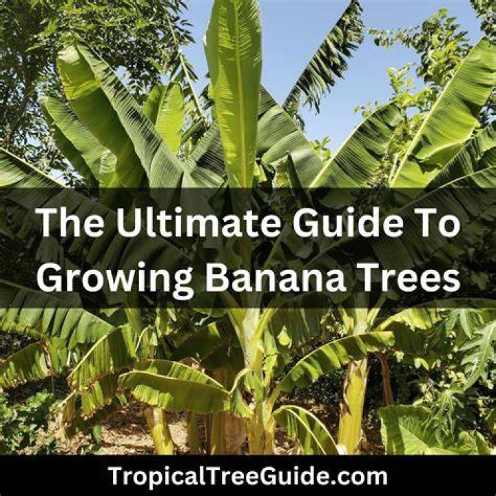 Do all banana trees grow bananas?