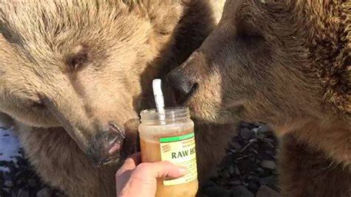 Do all bears eat honey?