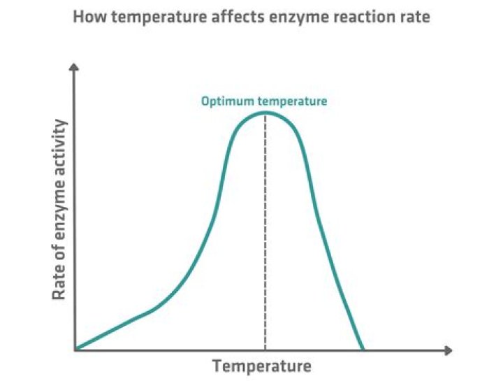 Do all enzymes function optimally at 37 degrees Celsius?