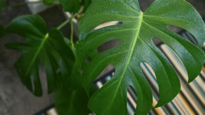 Do all Monstera leaves split?