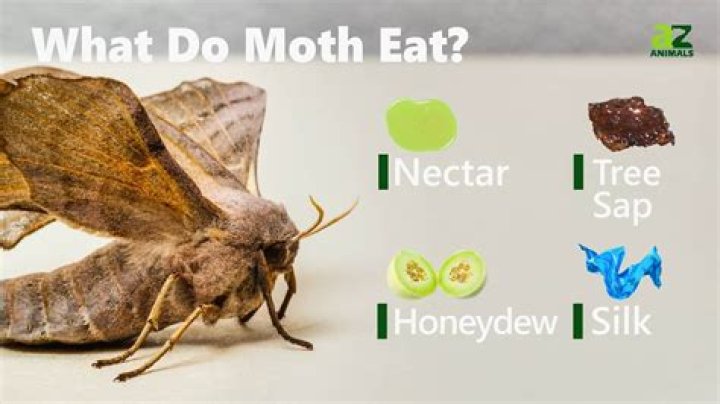 Do all moths eat cotton?