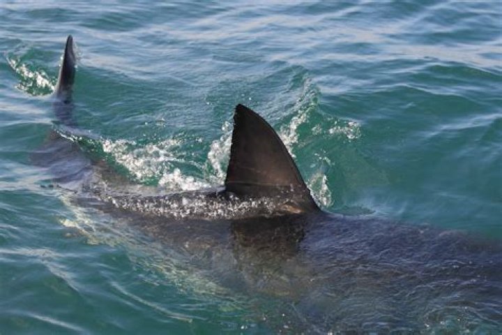 Do all sharks have a dorsal fin?