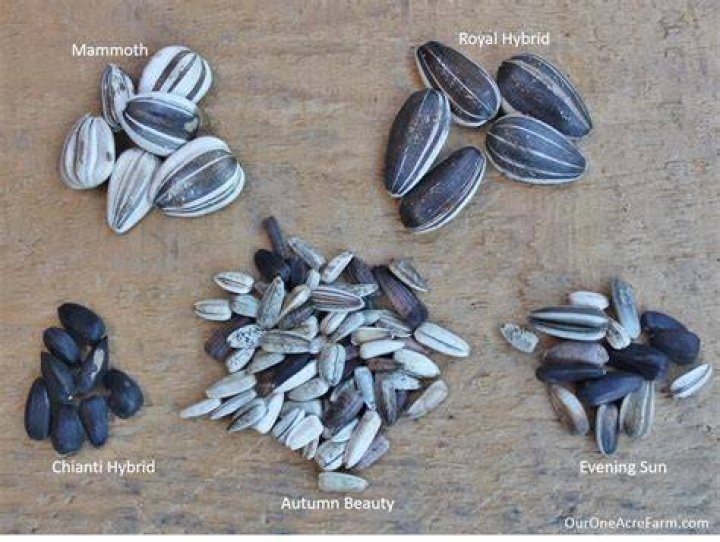 Do all sunflowers produce seeds?