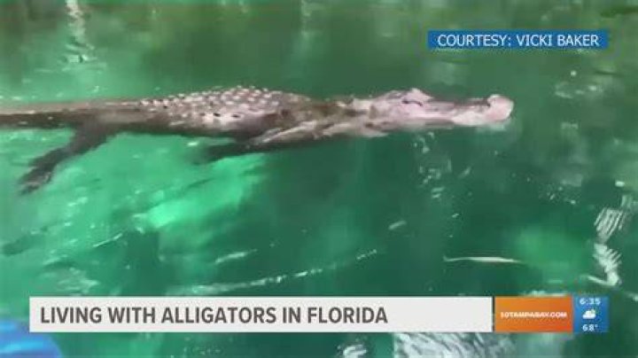 Do Alligators need water to survive?