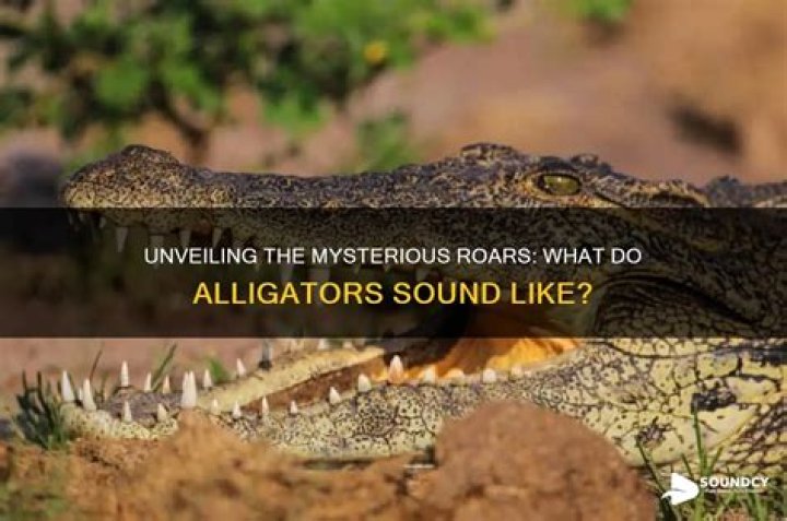 Do alligators sound like frogs?