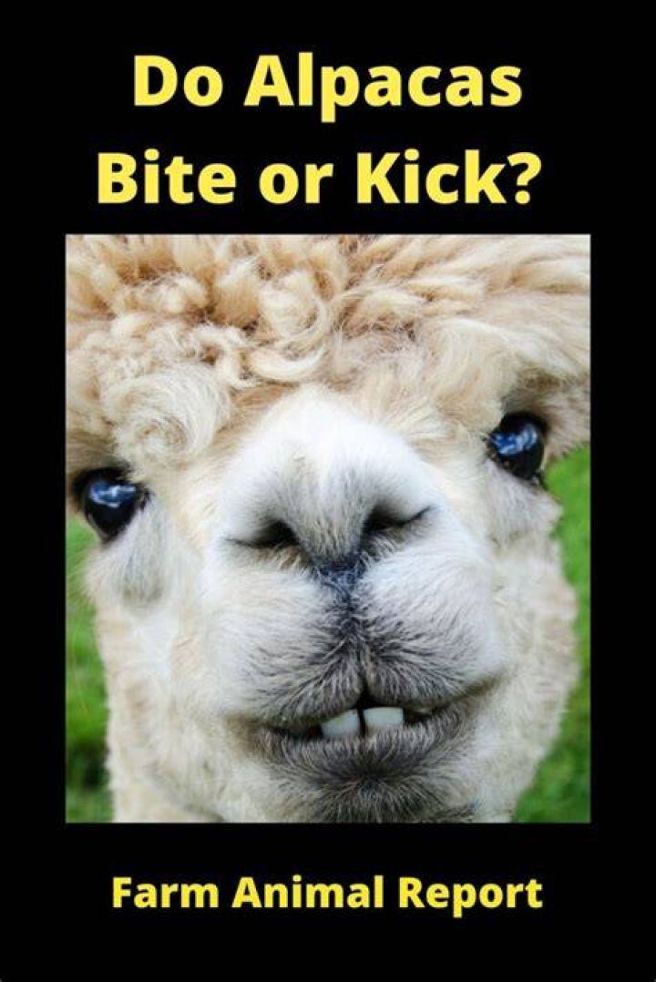 Do alpacas bite?