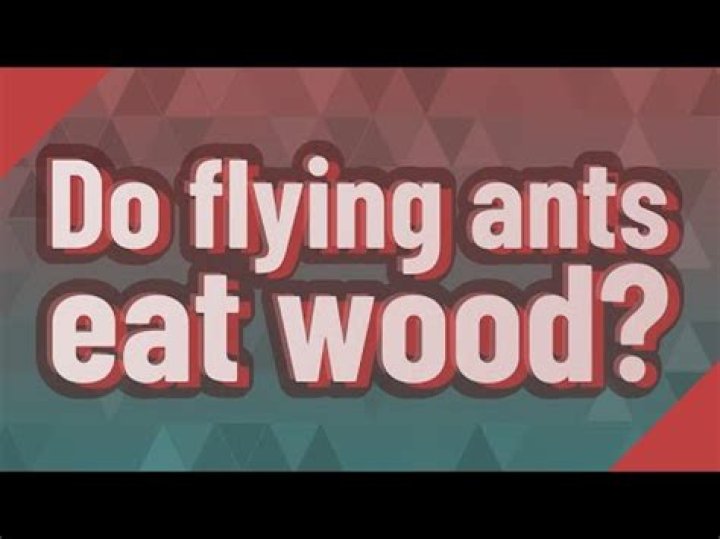Do ants with wings eat wood?