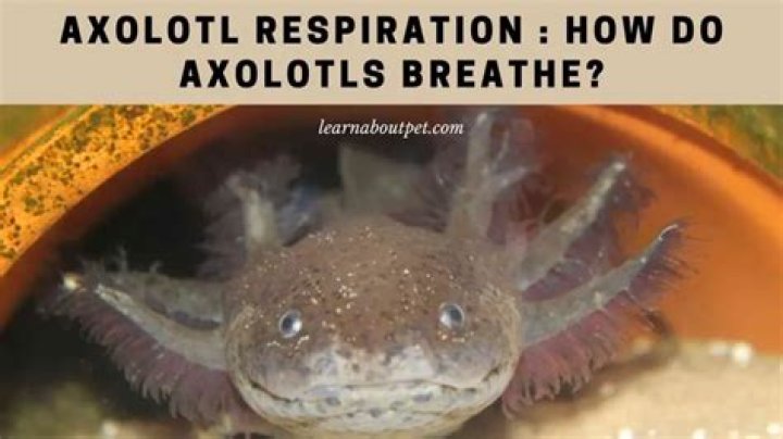 Do Axolotls breathe air or water?