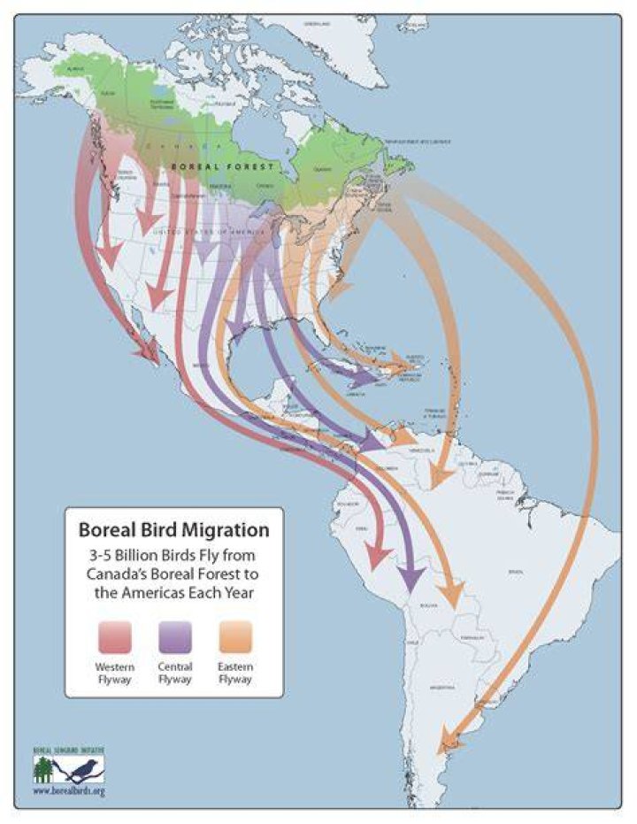 Do bald eagles migrate from Canada?
