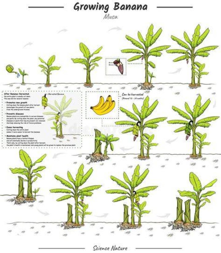 Do banana leaf plants grow bananas?