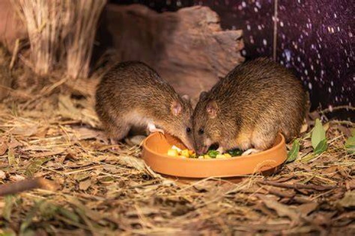 Do bandicoots eat mangoes?