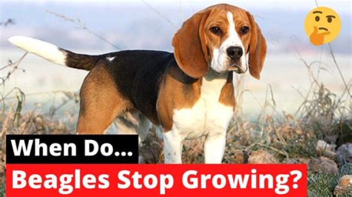 Do beagles grow fast?