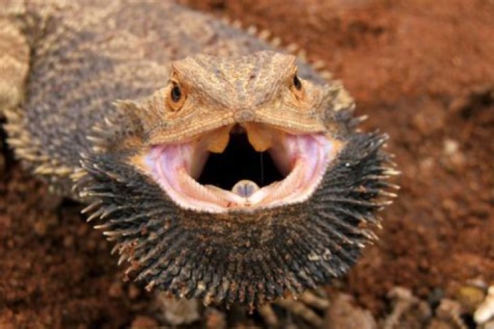 Do bearded dragons have enemies?