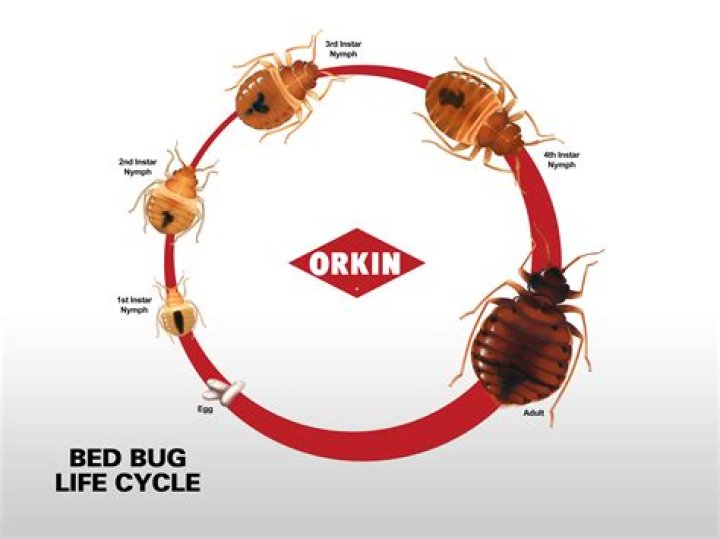 Do bed bugs spread quickly?