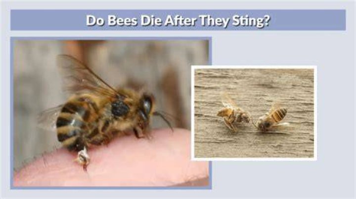 Do bees know they are going to die?