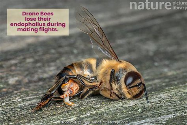 Do bees like anise? | ContextResponse.com