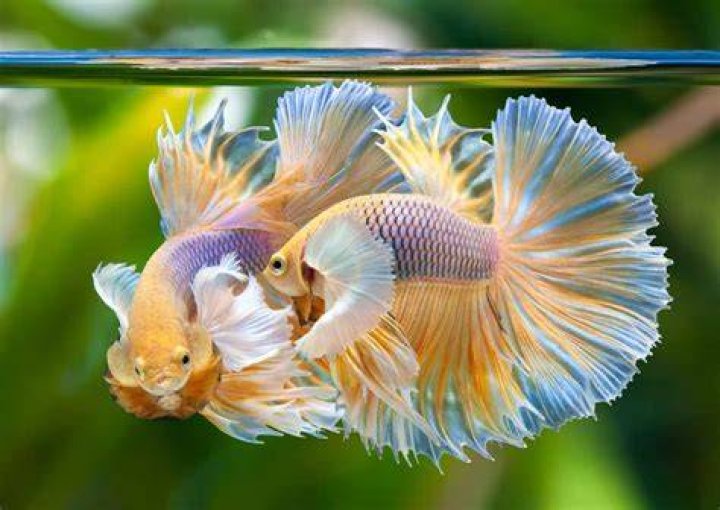 Do Bettas poop alot?