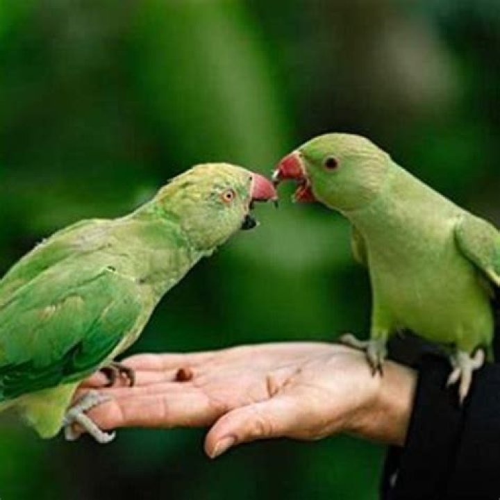 Do birds like being petted?