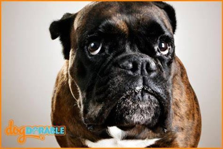 Do boxers have a strong prey drive?