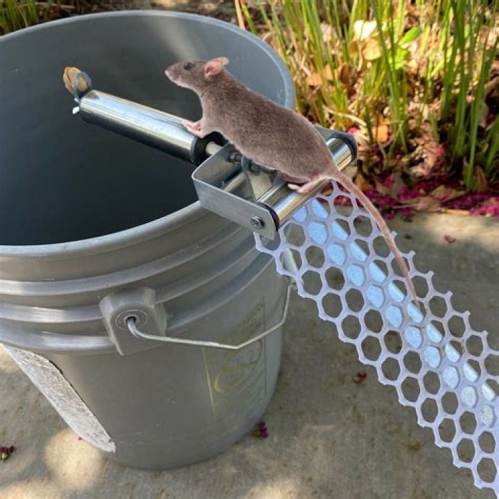 Do bucket traps work on rats?