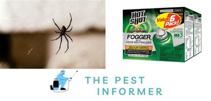 Do bug bombs kill wolf spiders?