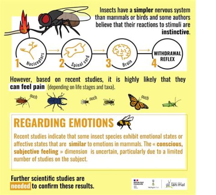 Do bugs have fur? | ContextResponse.com