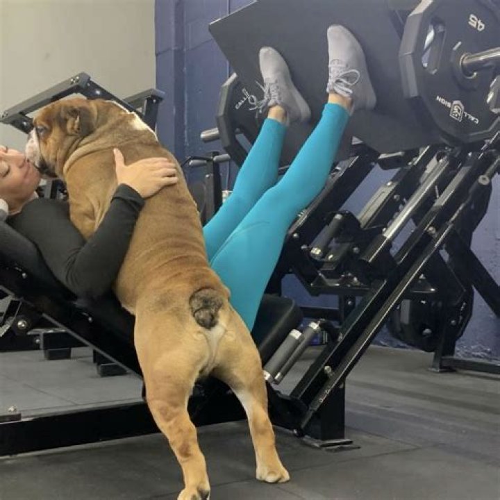 Do Bulldogs need a lot of exercise?