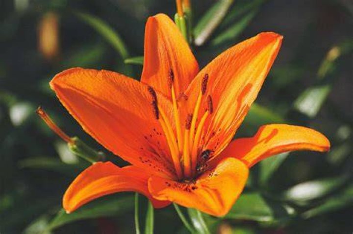 Do calla lilies bloom all summer?