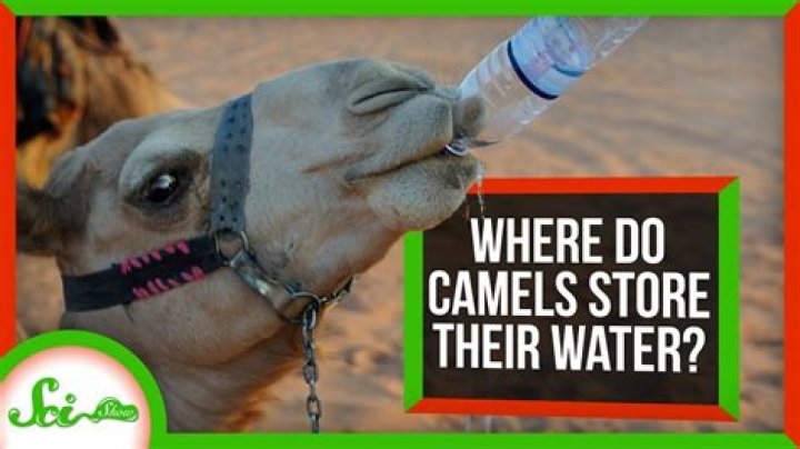 Do camels store water? | ContextResponse.com