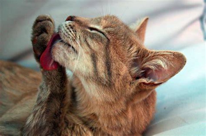Do cats lick themselves to get your scent off?