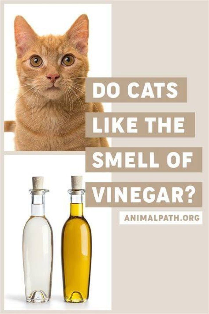 Do cats like the smell of vinegar?